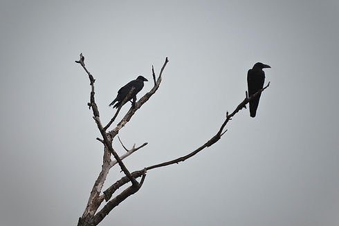 Image by narubono