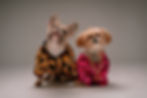 PR Pet Campaigns: Product PR