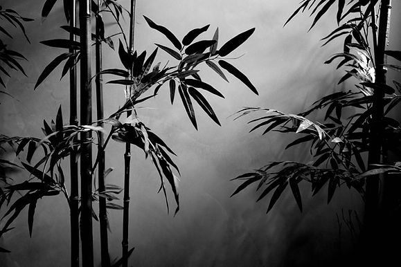 Image by yixin wang