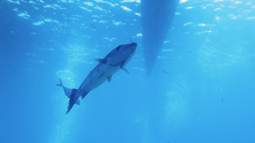 Image by Karl Callwood