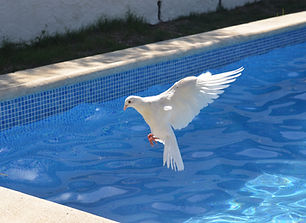 Image de abdelaziz amraoui