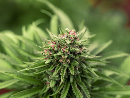 New Year, New Strains: What’s On Our Shelves This January 2024