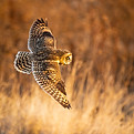 Image by Pete Nuij