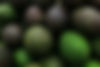 Newton Orchards Avocado Pick Pack Market program