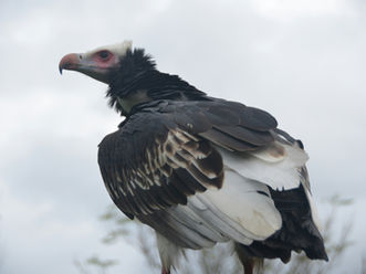 Tips on selecting the best birding trip in Tanzania