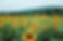 Field of sunflowers