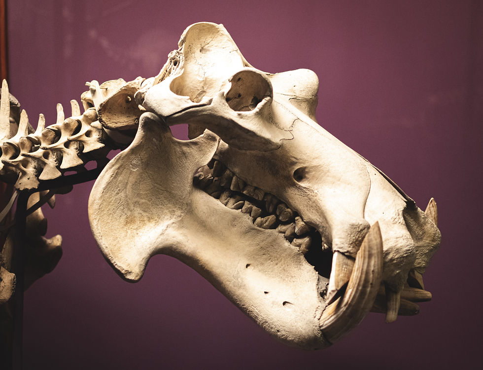 Visita guiada Yacimiento paleontologico de Carpetana