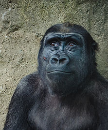 Image by Kelly Sikkema