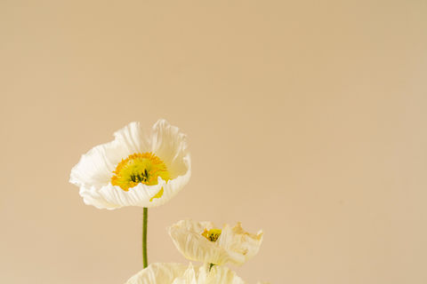 Image by Zoe Schaeffer