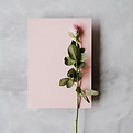Image by Annie Spratt
