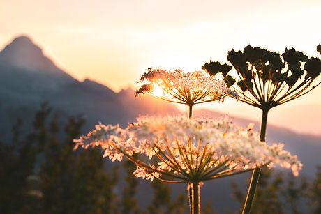 Image by Jo Jo