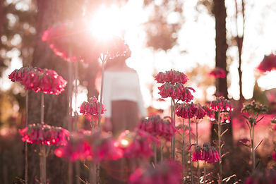 Image by Kelli McClintock