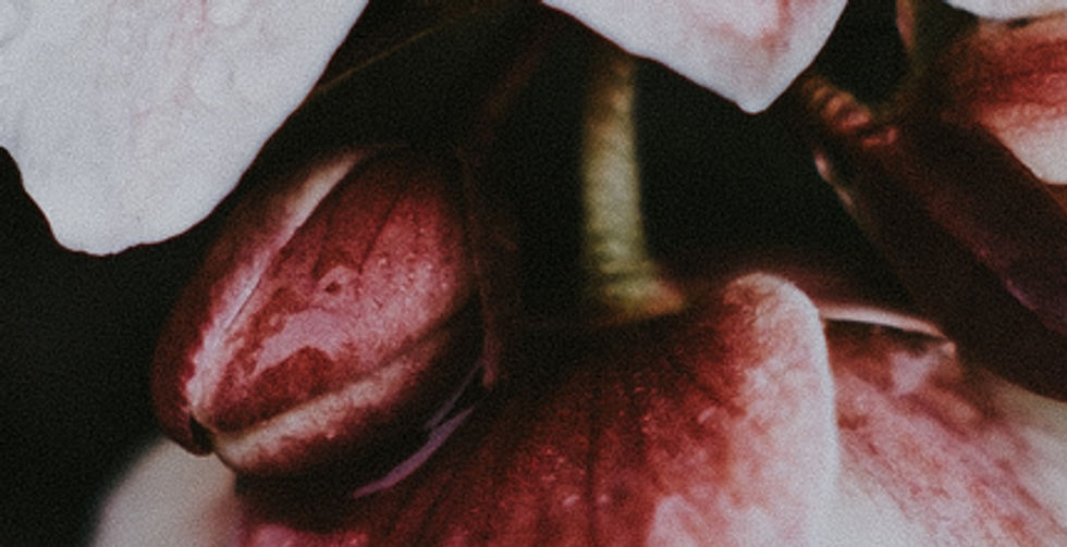 Image by Annie Spratt
