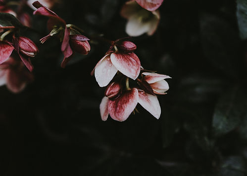 Image by Annie Spratt