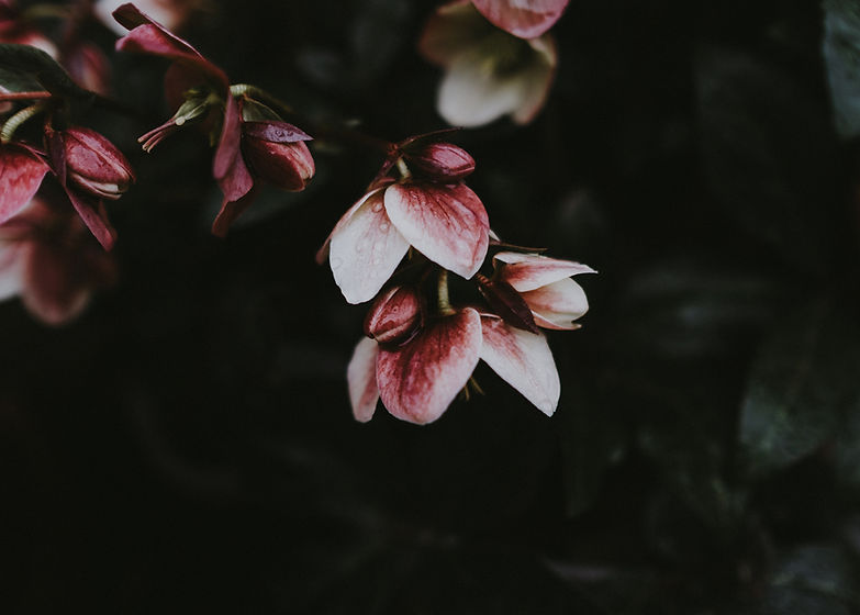 Image by Annie Spratt