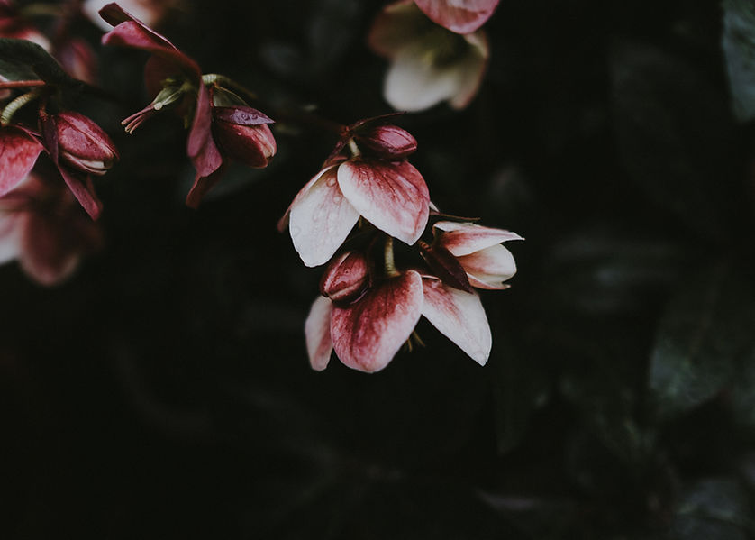 Image by Annie Spratt