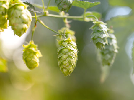 Descubra o Poder do Sabonete de Cerveja: Hidratação, Revitalização e Cuidados Naturais para Sua Pele