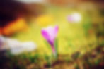 Spring Equinox 2020 Toning Circle Online Co-hosted with Yoga Jones