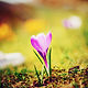 Image by Dani