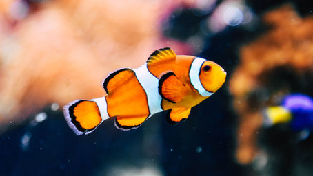 L'Aquarium de Saint-Gilles : un aperçu de la biodiversité des récifs coralliens de La Réunion