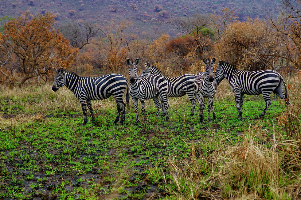 5 zèbres dans la savane