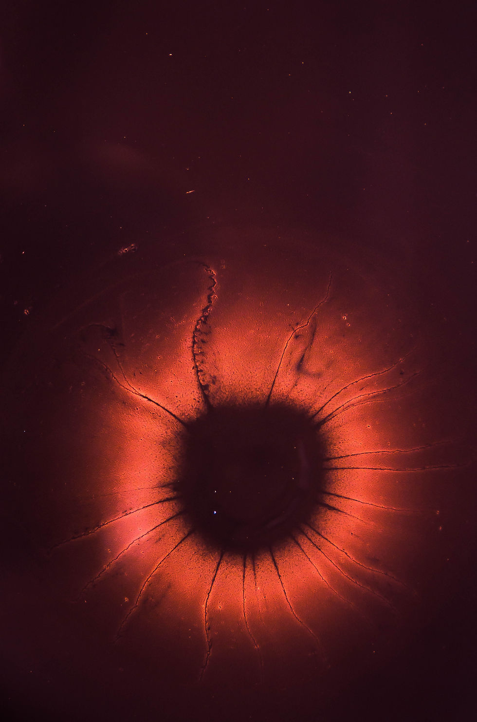 magnified image of a cell against a dark red background