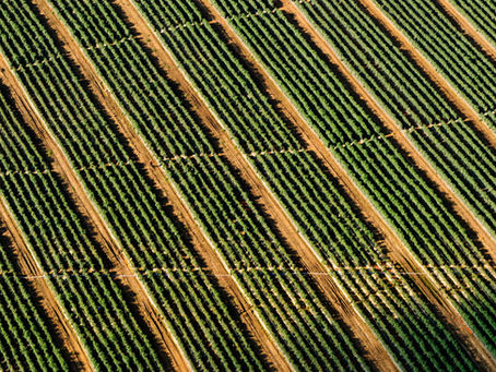 How the 2025 Tariff Wave Could Reshape U.S. Vegetable Farming