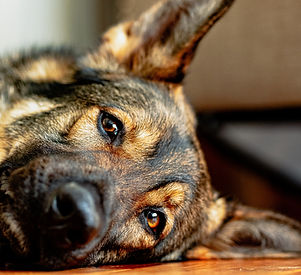 Image by Jackson Simmer