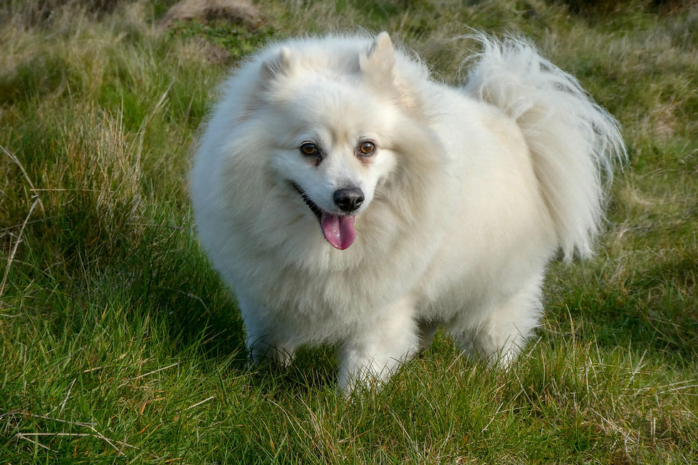 Eskimo dog