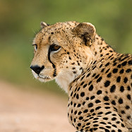 Image by jean wimmerlin