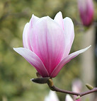 Image by Giacomo Carra