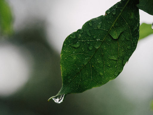 Tropical RAIN