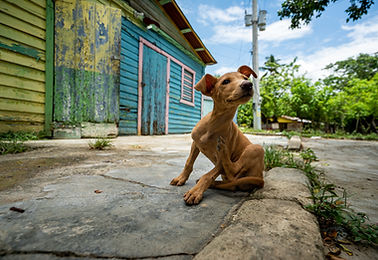 emaciated dog
