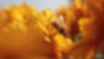 Fall 2023 Beekeepers Forum