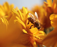 Image by İbrahim Özdemir