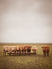 Stockmans Choice Auction buy sell cattle livestock registered bulls heifers