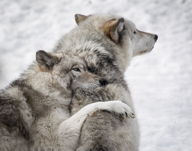 Image by Yannick Menard
