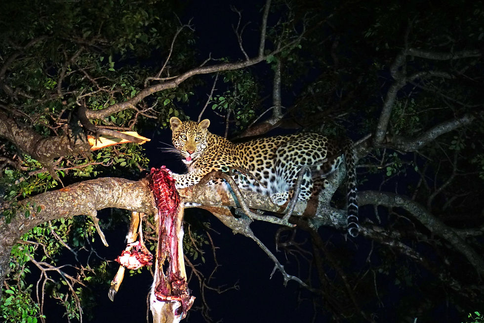 Feeding Behavior of Leopards