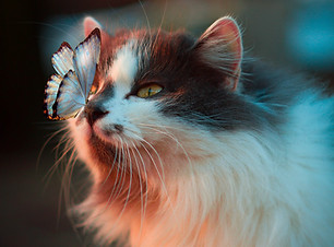 Image by Karina Vorozheeva