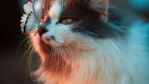 La forma en que te presentas lo es todo