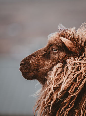Image de Annie Spratt