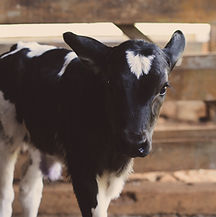 Image by Mateus Bandeira