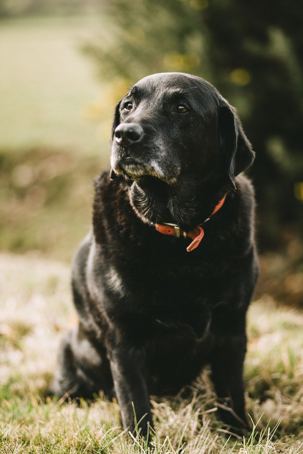 Black Labrador with a red collar sits on grass, gazing to the side. Background is blurred green foliage, creating a calm, serene scene.