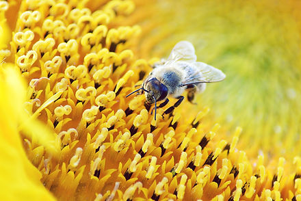 Bee UK Universities & Courses