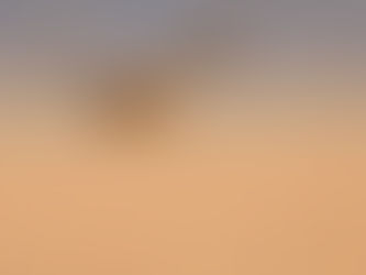 Glade Ecology Bird Survey Powys