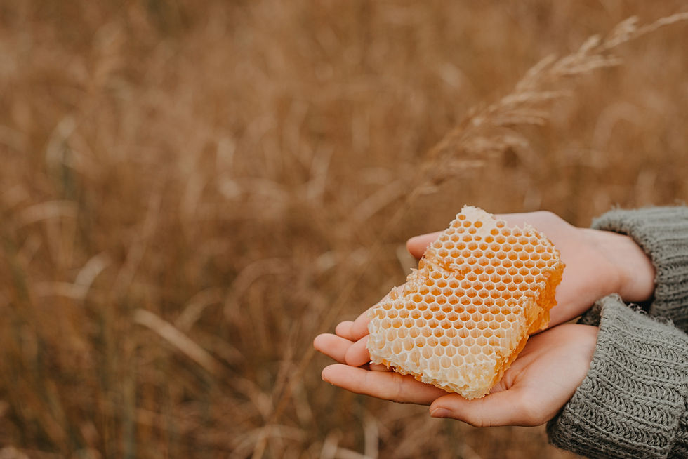 Hands holding honeycomb