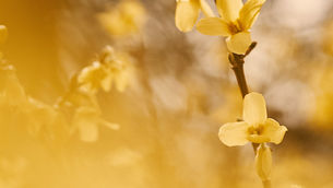 Planets in the 2020 Alignment are now Retrograde