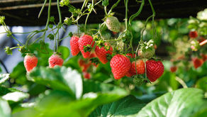 The Dual Legacy of Strawberry Cultivation Exploring Its Social and Environmental Impacts