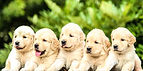 Image by Bharathi Kannan