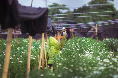 Image by Chinh Nguyen